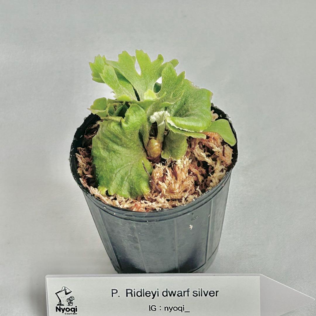 【メルカリ便】P. Ridleyi dwarf silver(TC) 【33】