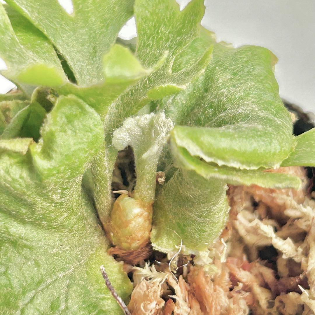【メルカリ便】P. Ridleyi dwarf silver(TC) 【33】
