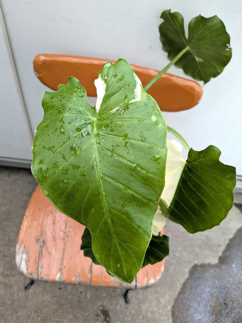 斑入りが綺麗な　斑入り　クワズイモ　アロカシア陶器鉢