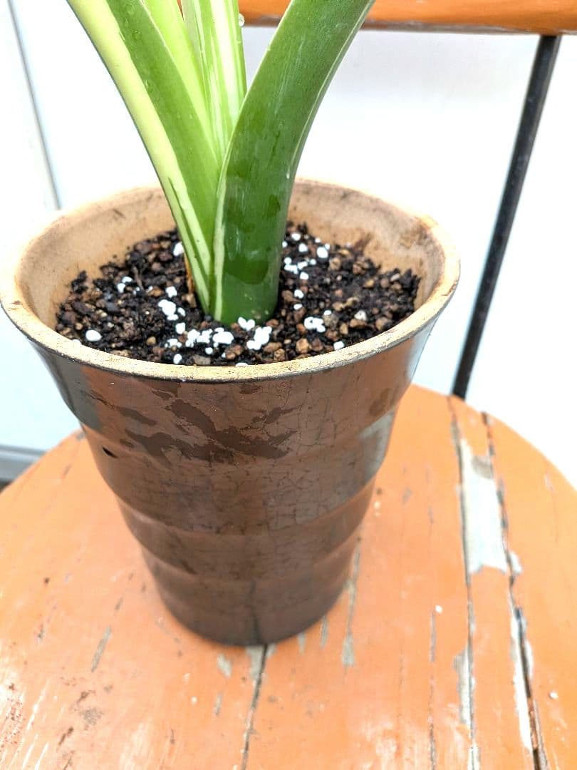 斑入りが綺麗な　斑入り　クワズイモ　アロカシア陶器鉢