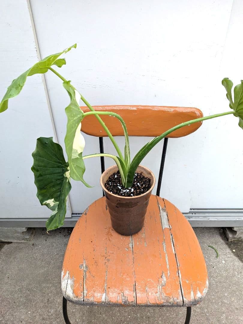 斑入りが綺麗な　斑入り　クワズイモ　アロカシア陶器鉢