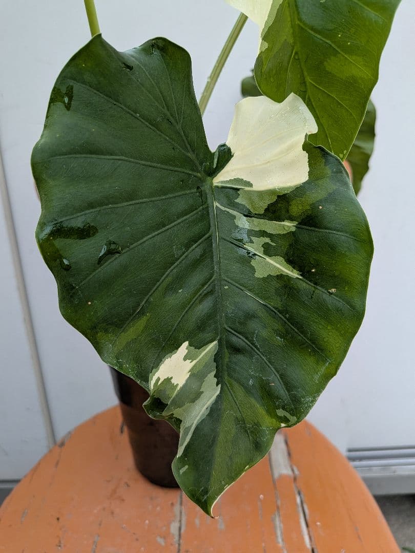 斑入りが綺麗な　斑入り　クワズイモ　アロカシア陶器鉢