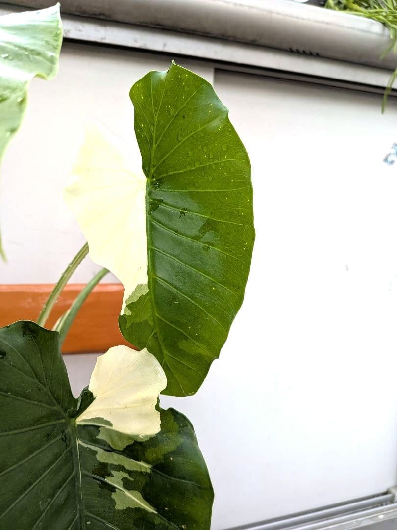 斑入りが綺麗な　斑入り　クワズイモ　アロカシア陶器鉢