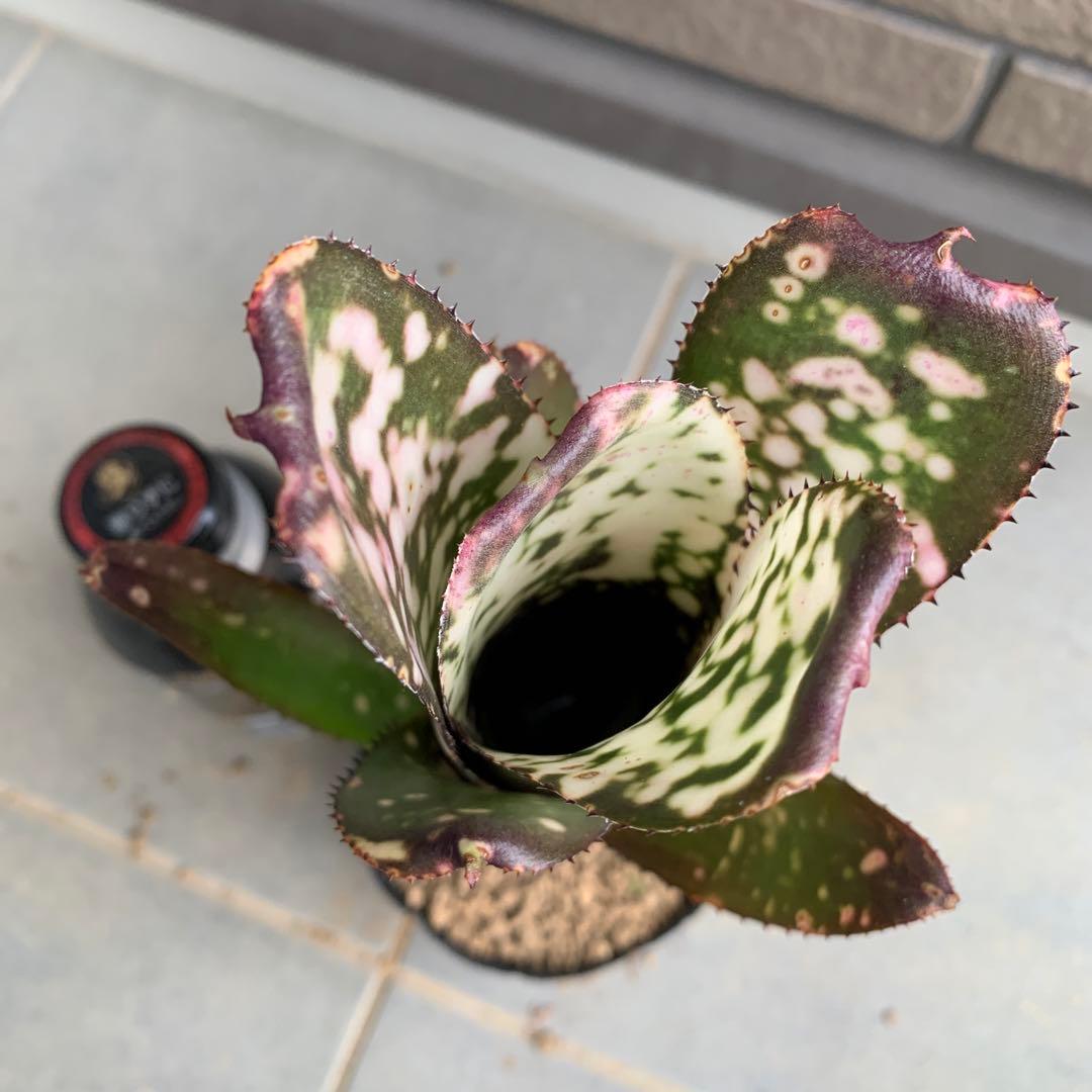 ブロメリア・エアープランツ Billbergia Domingos Martins #28