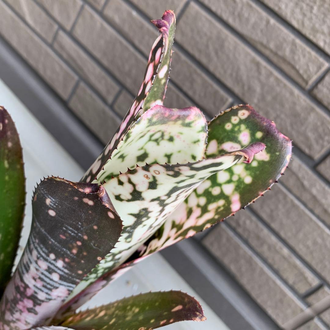 ブロメリア・エアープランツ Billbergia Domingos Martins #28