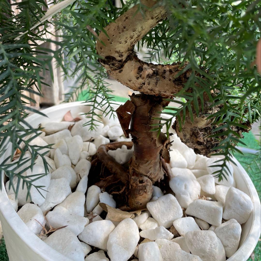 アローカリア⬜︎ナンヨウスギ8号鉢⬜︎黄金昇り竜