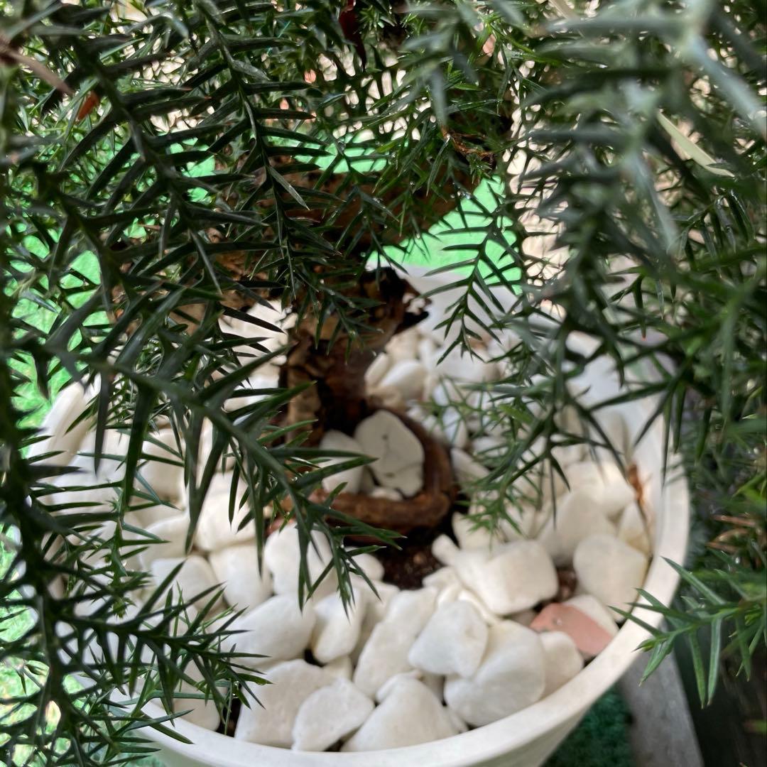 アローカリア⬜︎ナンヨウスギ8号鉢⬜︎黄金昇り竜