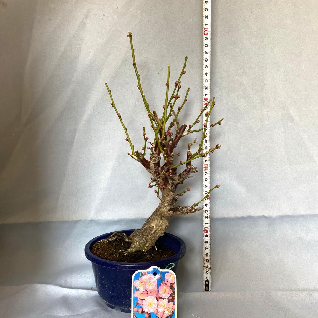 紅梅　盆栽　植木　梅　苔