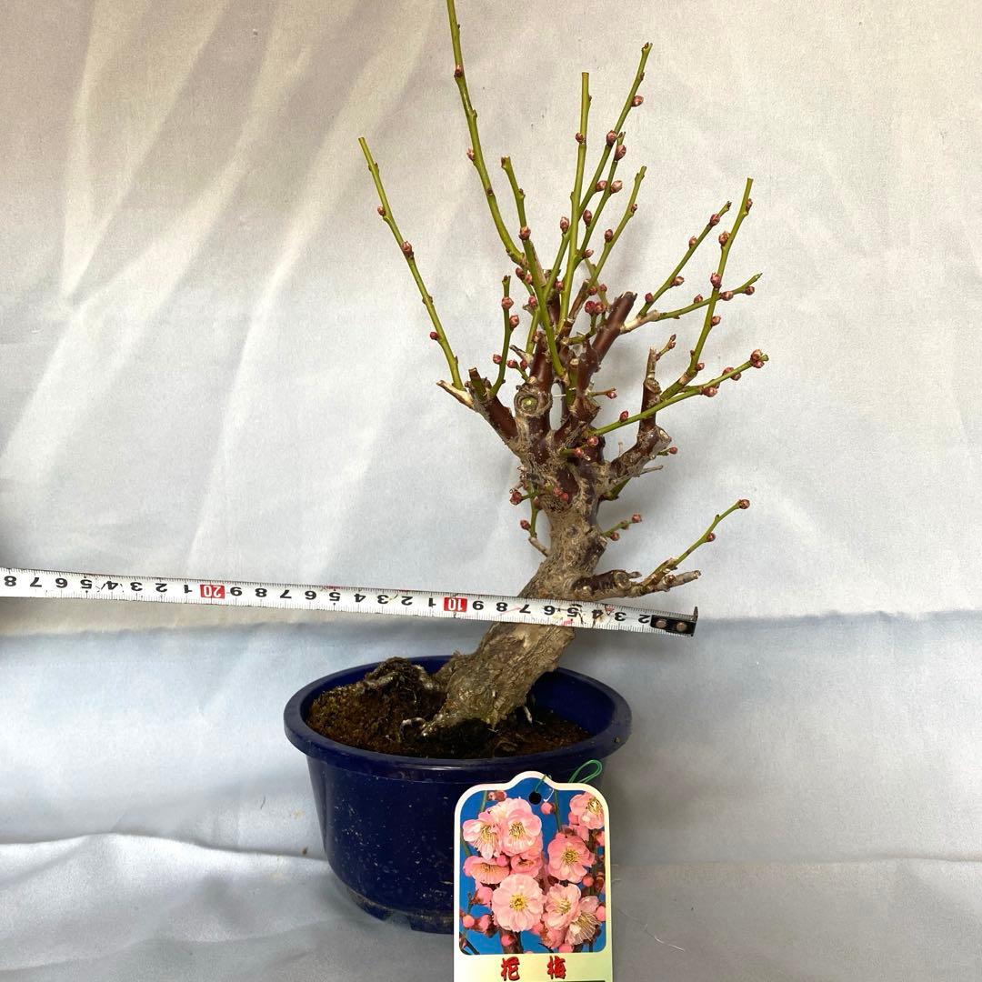 紅梅　盆栽　植木　梅　苔