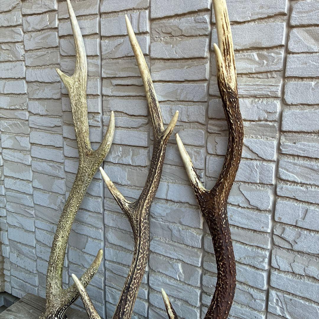 鹿の角ニホンジカ3本セット