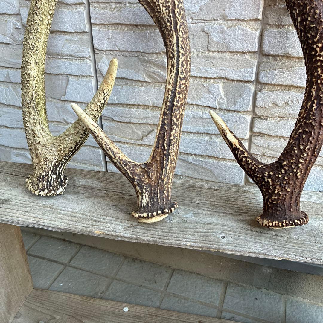 鹿の角ニホンジカ3本セット