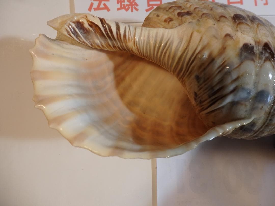 法螺貝 約37㎝ 木製歌口,新品 MH-472