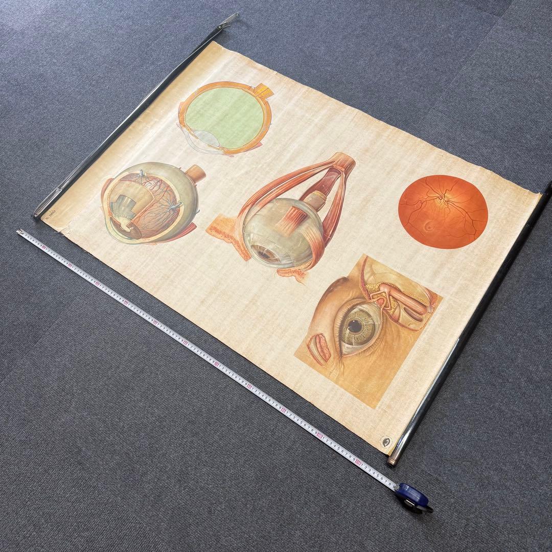眼球解剖図 掛軸 昭和レトロ￼
