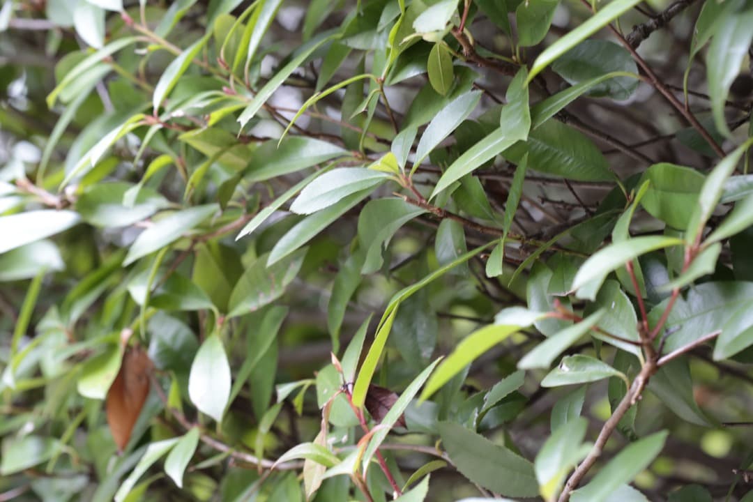 Canon EF 100mm f/2.8 macro USM (フィルター付き)