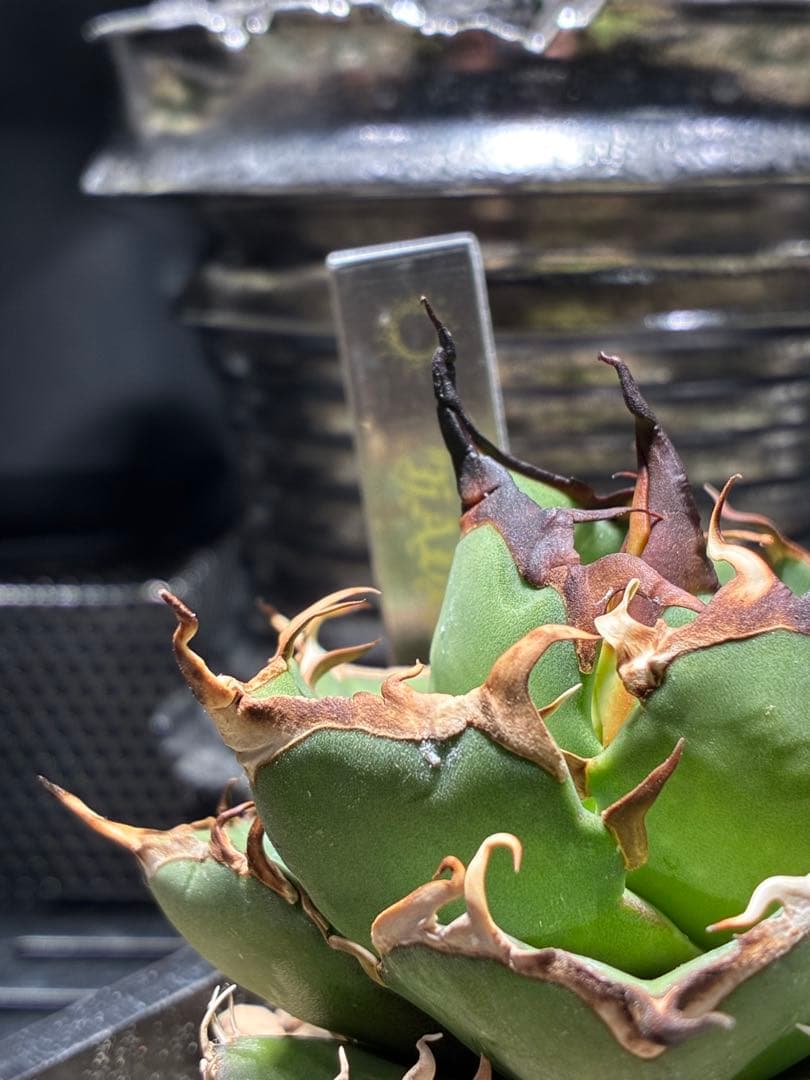 特価　アガベチタノタ　ハデス　黒帝斯　陽炎　☆タグ+鉢付き☆ B