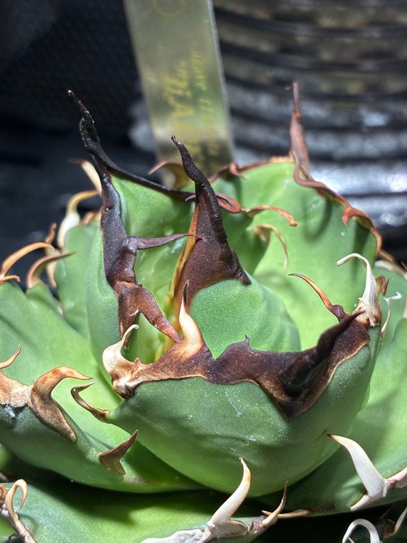 特価　アガベチタノタ　ハデス　黒帝斯　陽炎　☆タグ+鉢付き☆ B