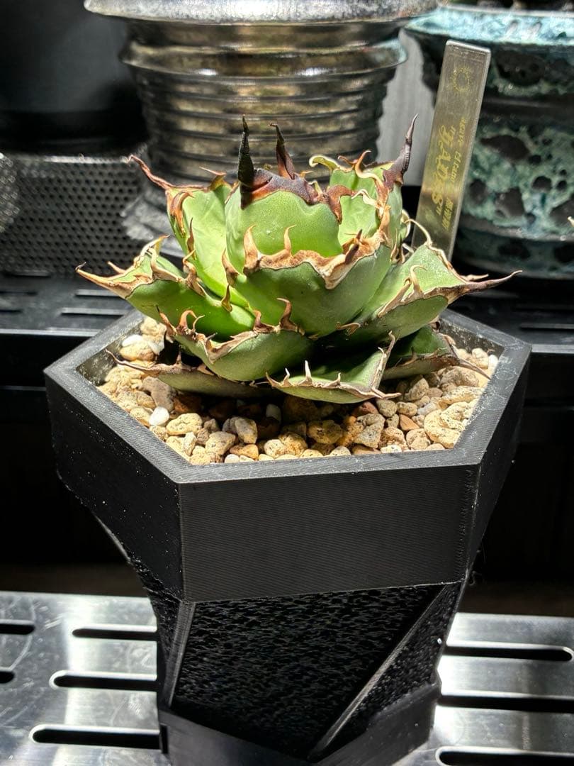特価　アガベチタノタ　ハデス　黒帝斯　陽炎　☆タグ+鉢付き☆ B