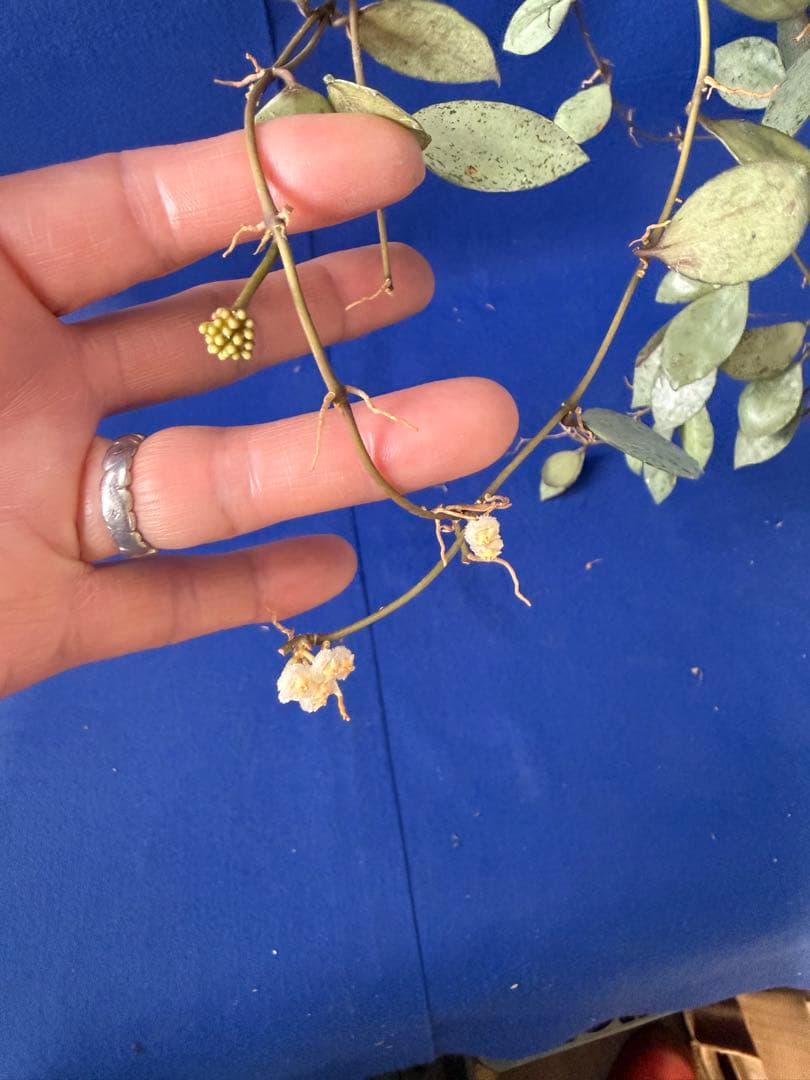 0221＊ホヤ＊Hoya＊ラクノーサ＊ミント＊花座たくさん