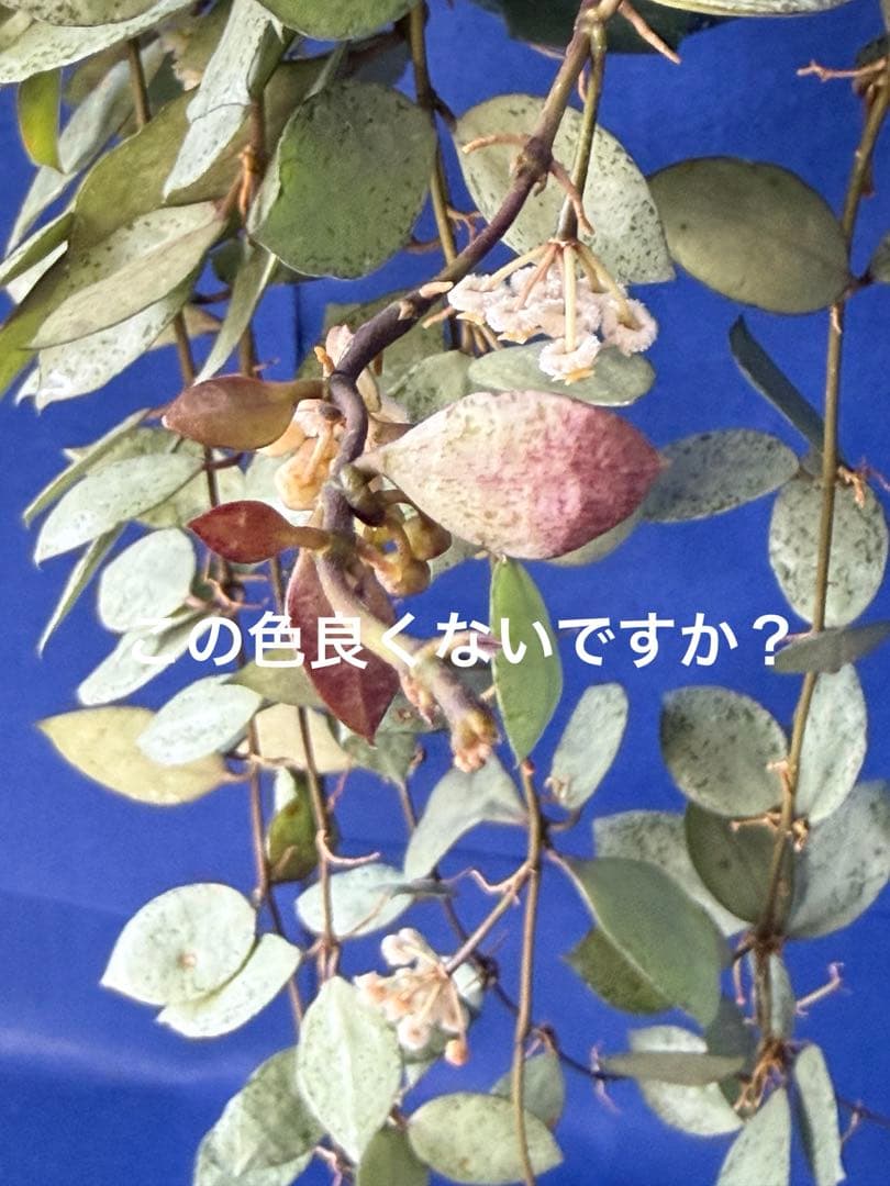 0221＊ホヤ＊Hoya＊ラクノーサ＊ミント＊花座たくさん