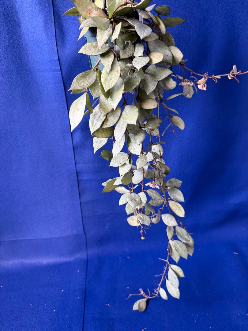 0221＊ホヤ＊Hoya＊ラクノーサ＊ミント＊花座たくさん