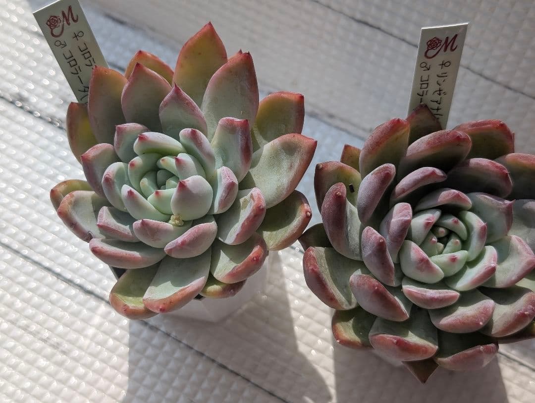 Miyaさん苗1 コロラータ交配2セット