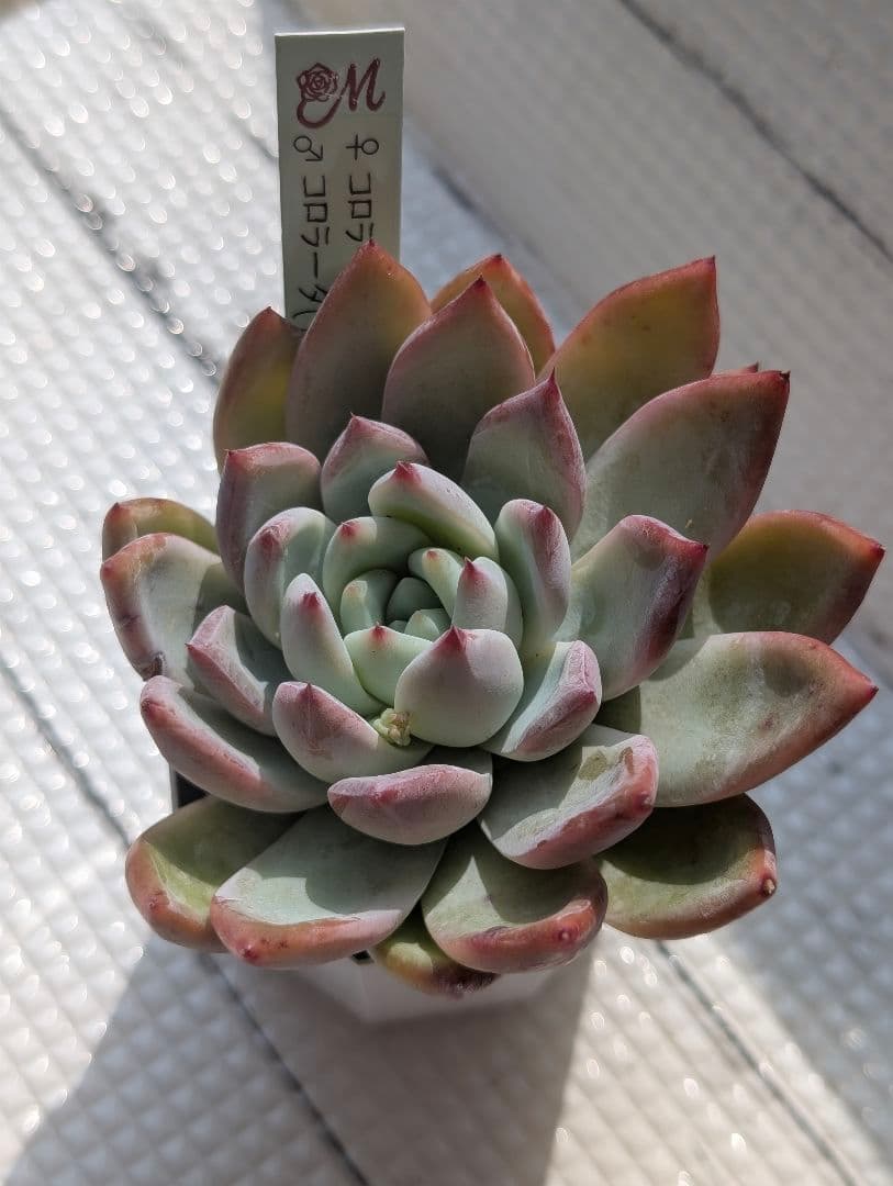 Miyaさん苗1 コロラータ交配2セット