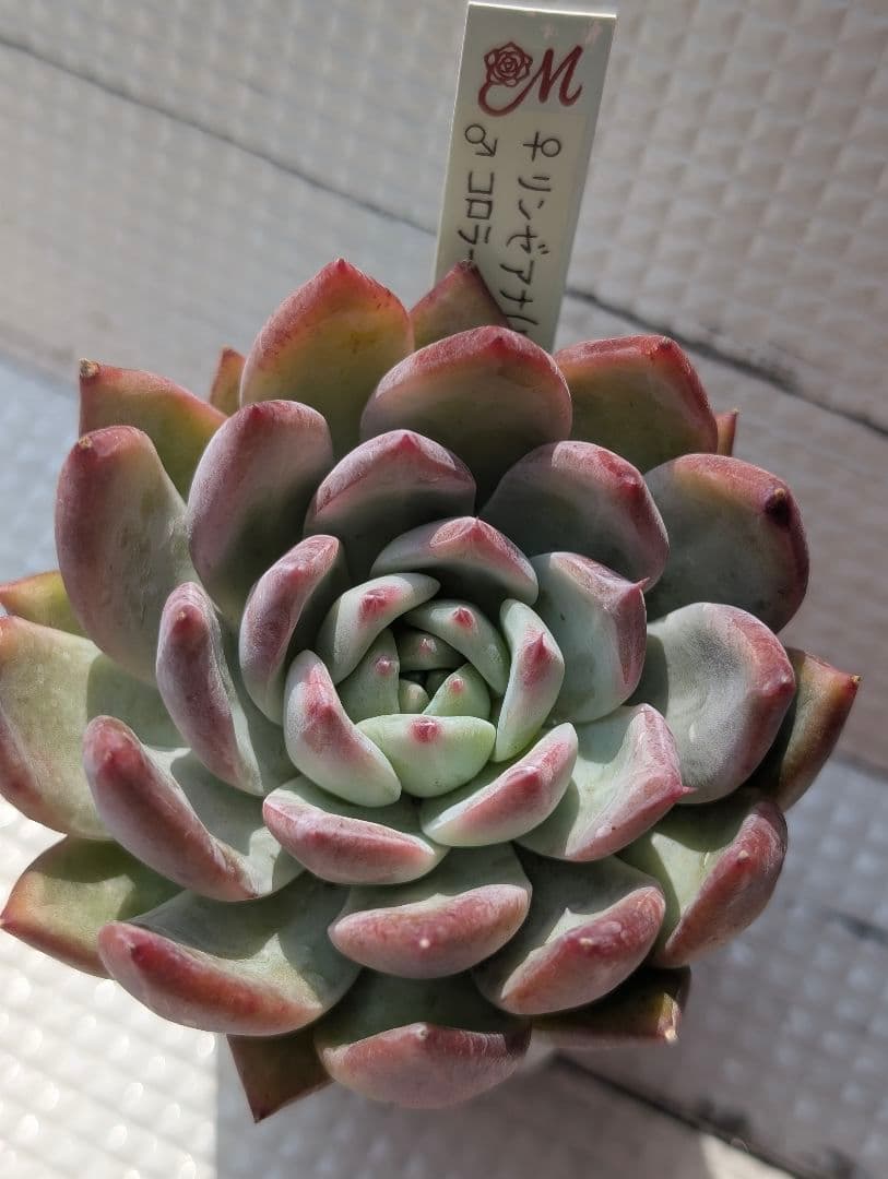 Miyaさん苗1 コロラータ交配2セット