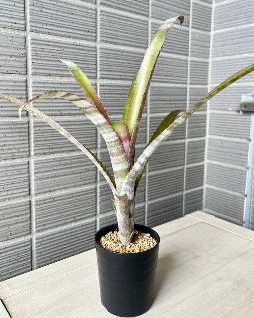 ビルベルギア ステアウェイトゥヘブン