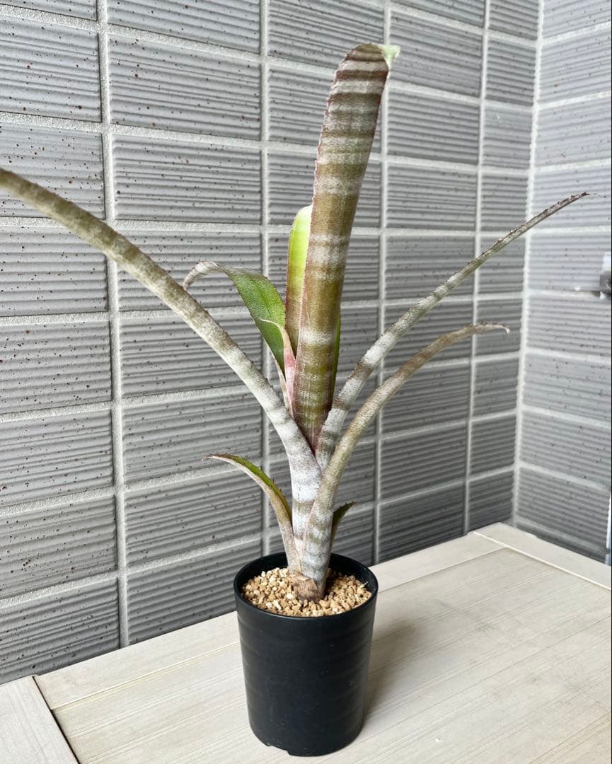 ビルベルギア ステアウェイトゥヘブン