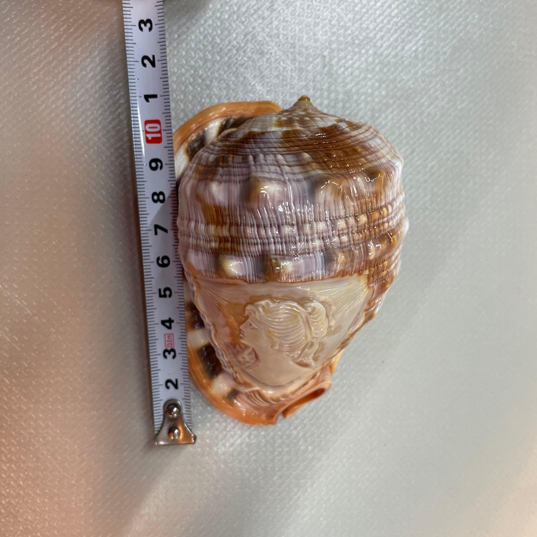 貝殻彫刻 女性の肖像　シェル　カメオ　10.5センチ