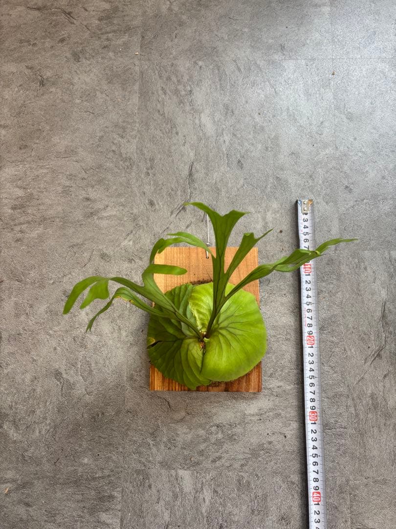 ナチョス　 ビカクシダ リドレイ　板付け