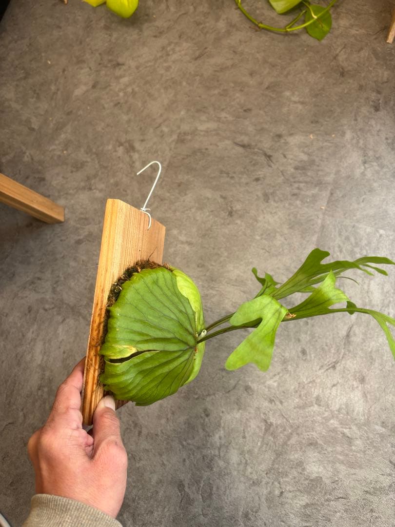 ナチョス　 ビカクシダ リドレイ　板付け