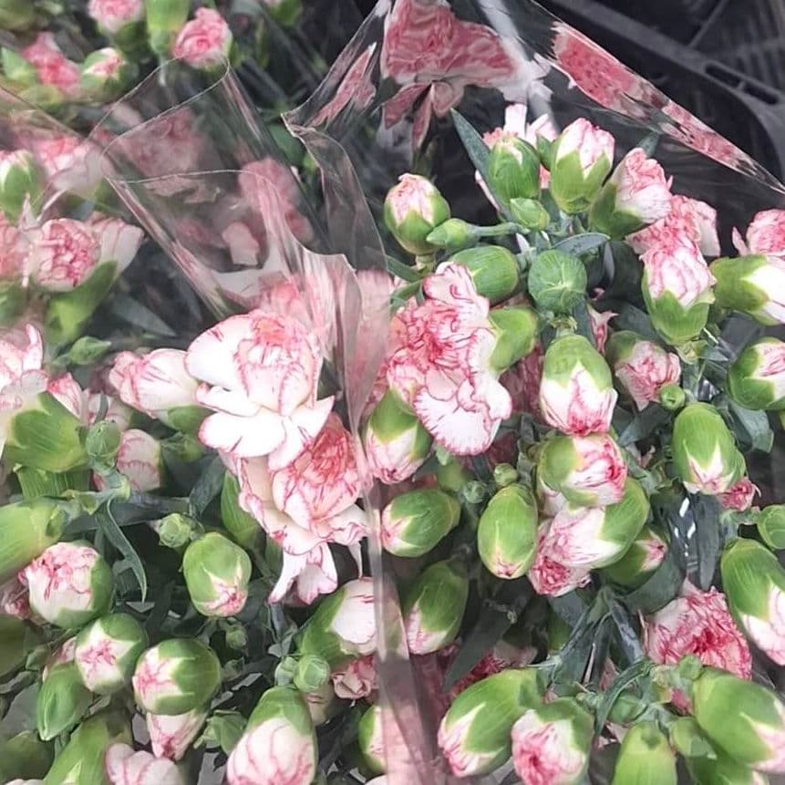 カーネーション 切り花 40本 40センチ ボリュームあり 生花