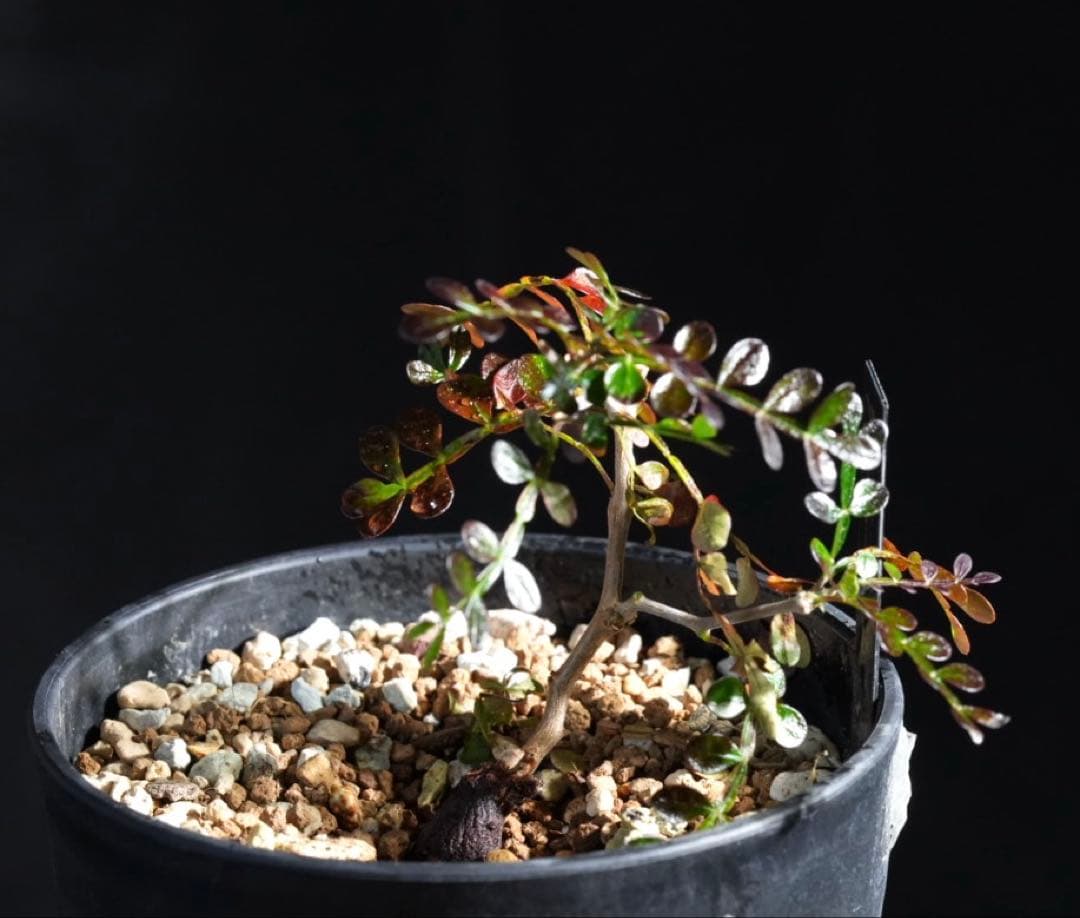 オペルクリカリアパキプス　【根挿し1年目】管理No.R