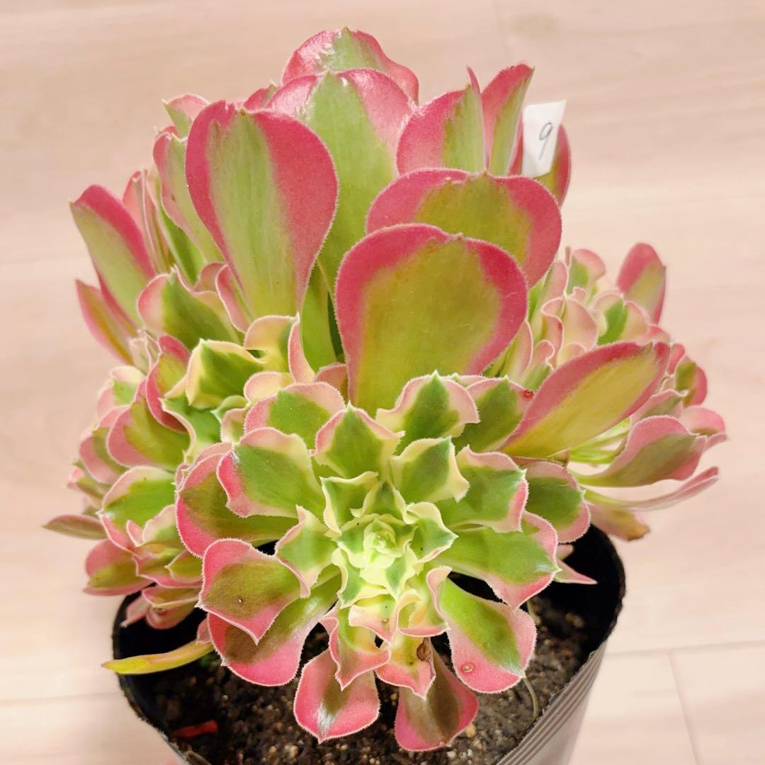 9#多肉植物アエオニウム錦❤️リバーストーン❤️ 1大頭7小頭19cm 拔き苗