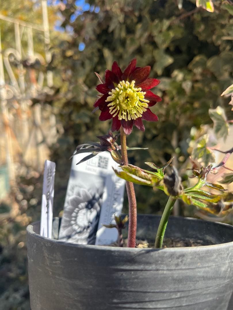 つ*む様 クリスマスローズ　彗星　広瀬園芸　認定札付き