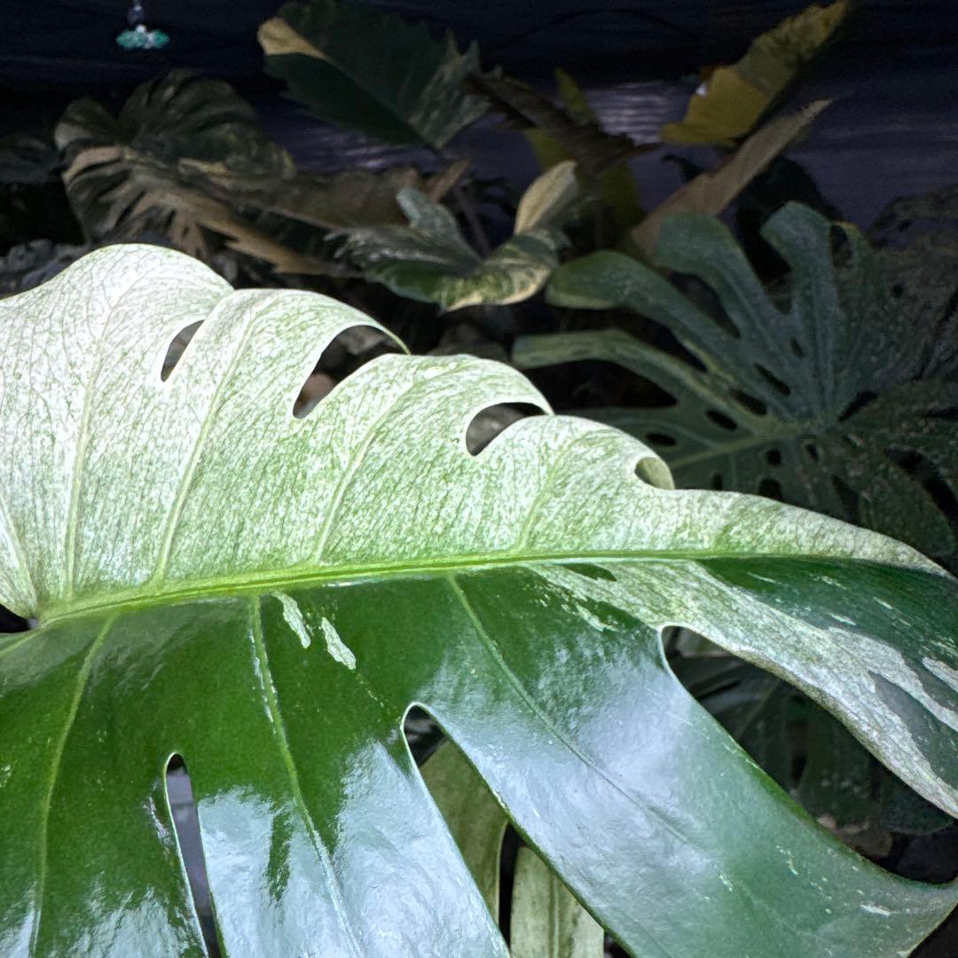 M3 モンステラ　ジャングル　ミント(デリシオーサ　交　ボルギシアナ)　NoID