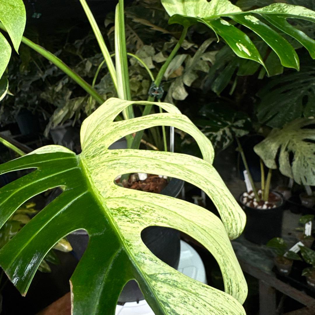 M3 モンステラ　ジャングル　ミント(デリシオーサ　交　ボルギシアナ)　NoID