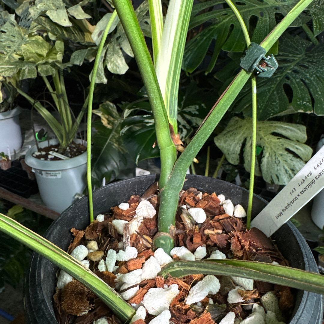 M3 モンステラ　ジャングル　ミント(デリシオーサ　交　ボルギシアナ)　NoID