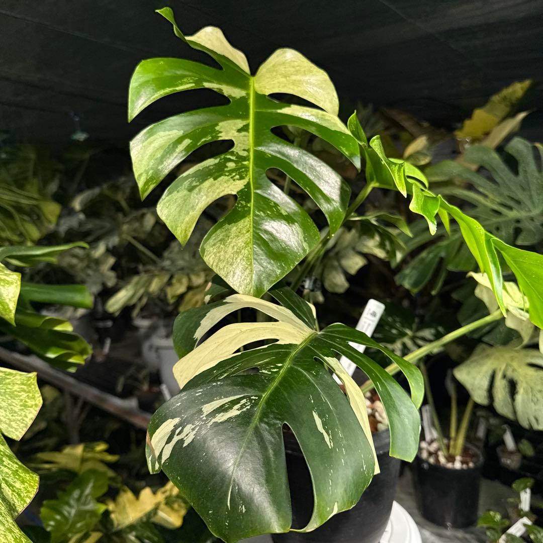 M3 モンステラ　ジャングル　ミント(デリシオーサ　交　ボルギシアナ)　NoID