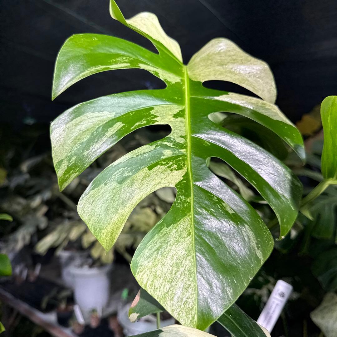 M3 モンステラ　ジャングル　ミント(デリシオーサ　交　ボルギシアナ)　NoID