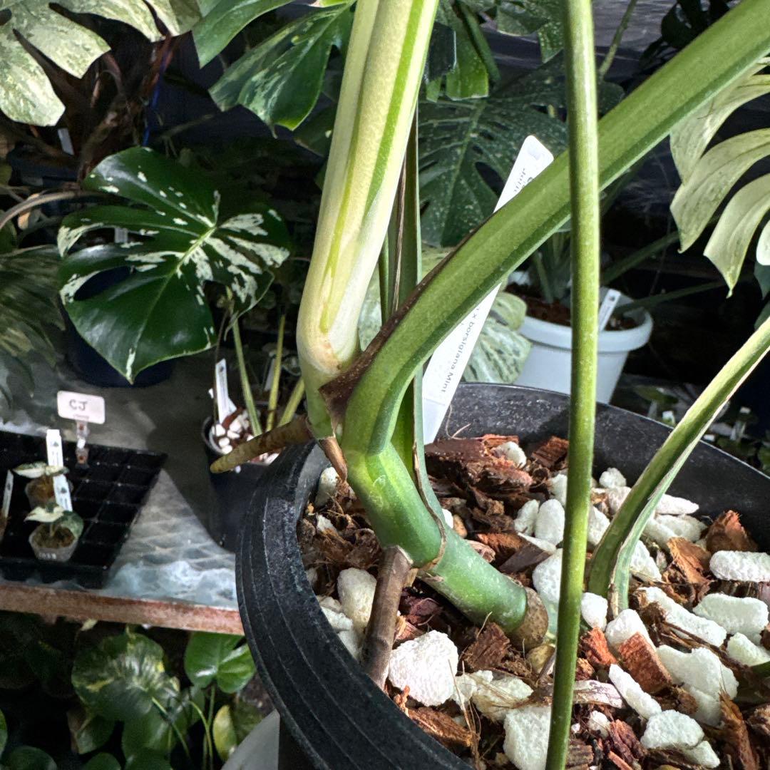 M3 モンステラ　ジャングル　ミント(デリシオーサ　交　ボルギシアナ)　NoID