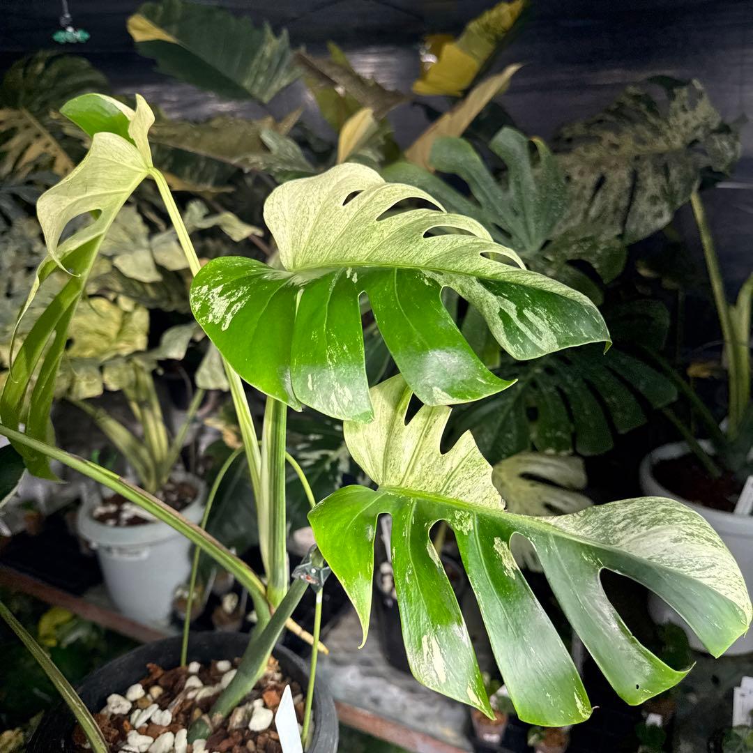 M3 モンステラ　ジャングル　ミント(デリシオーサ　交　ボルギシアナ)　NoID