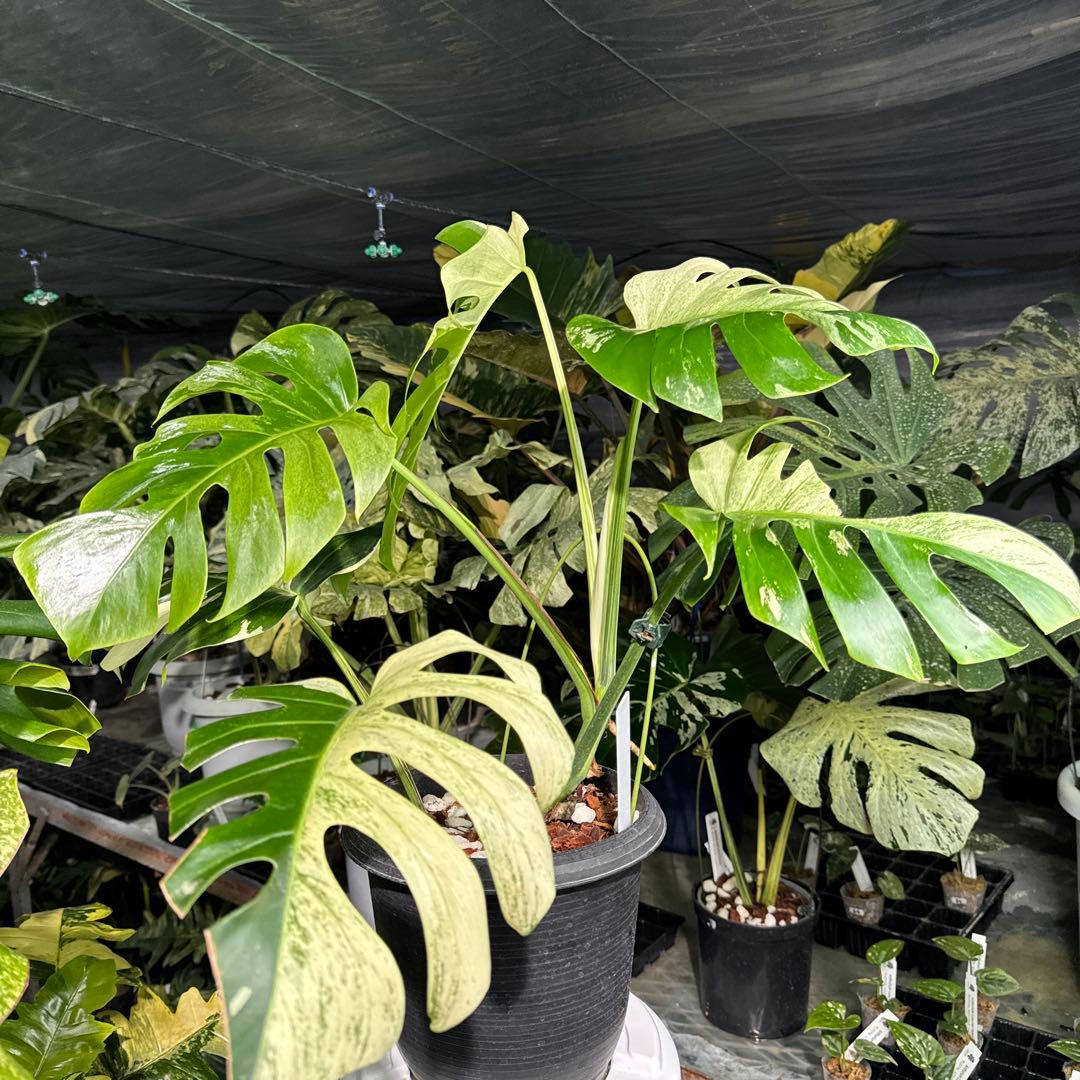 M3 モンステラ　ジャングル　ミント(デリシオーサ　交　ボルギシアナ)　NoID