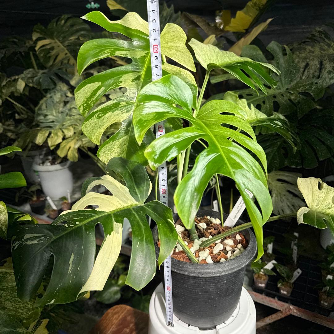 M3 モンステラ　ジャングル　ミント(デリシオーサ　交　ボルギシアナ)　NoID