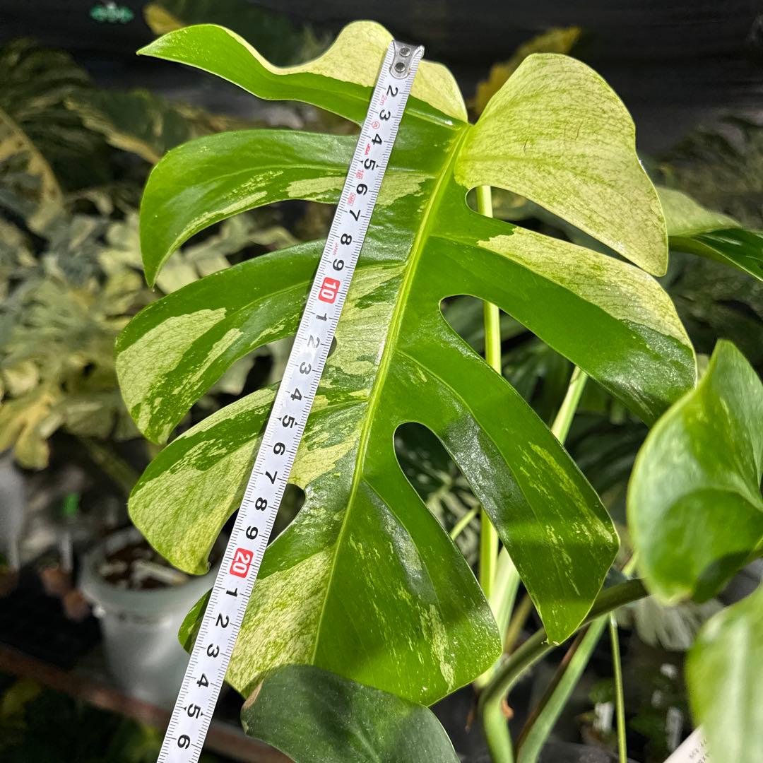 M3 モンステラ　ジャングル　ミント(デリシオーサ　交　ボルギシアナ)　NoID