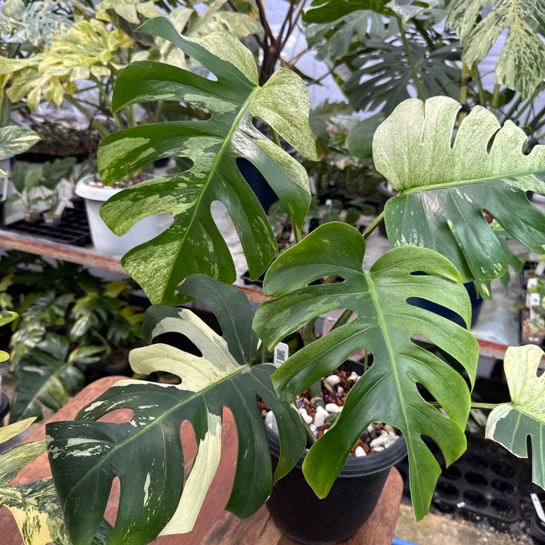 M3 モンステラ　ジャングル　ミント(デリシオーサ　交　ボルギシアナ)　NoID