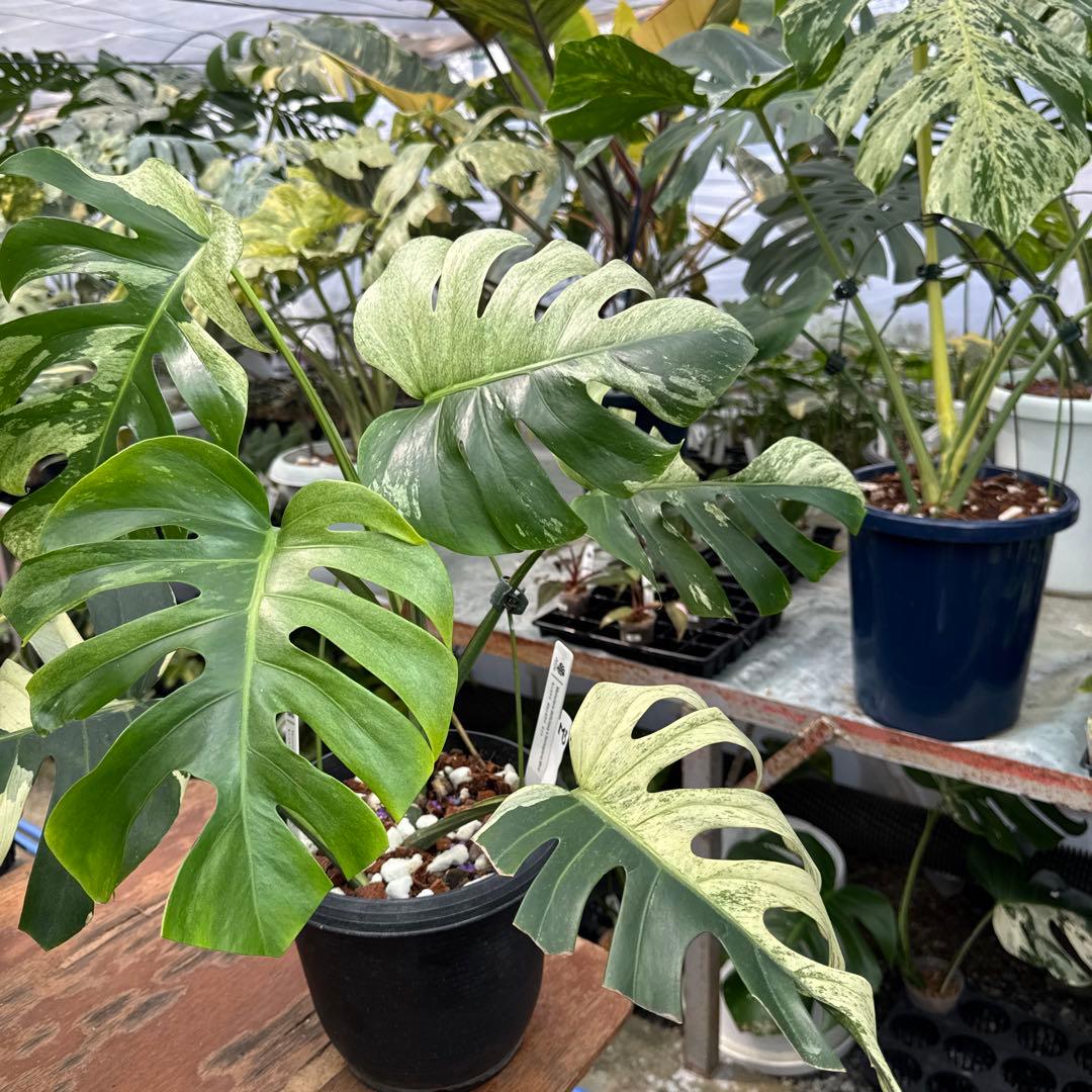 M3 モンステラ　ジャングル　ミント(デリシオーサ　交　ボルギシアナ)　NoID