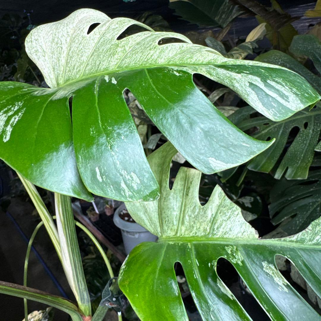 M3 モンステラ　ジャングル　ミント(デリシオーサ　交　ボルギシアナ)　NoID