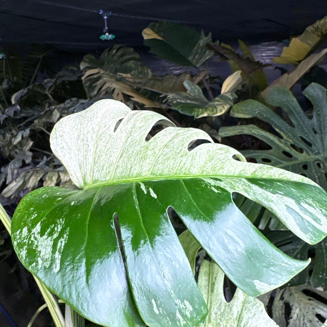 M3 モンステラ　ジャングル　ミント(デリシオーサ　交　ボルギシアナ)　NoID